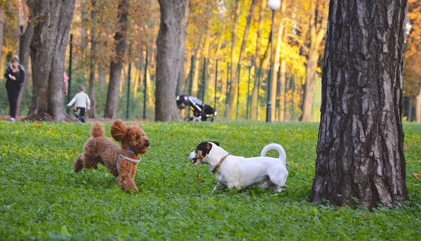 Jack Russell Terrier playing with a royal poodle in Kharkov park