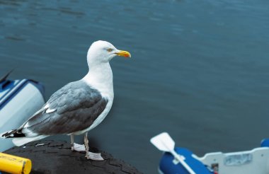 Martı bir şey olmasını bekliyor. Alesund, Norveç