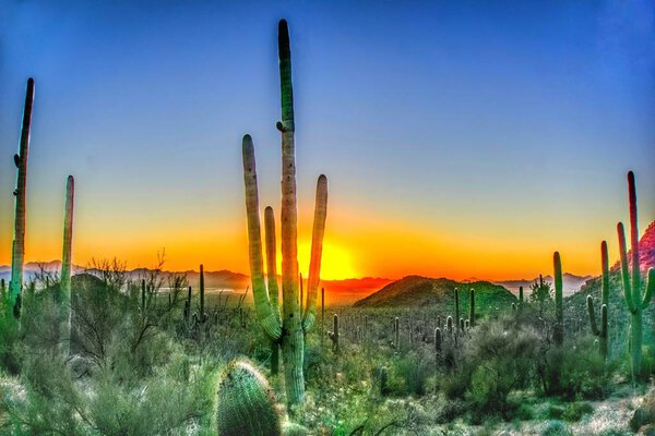 Закат кактуса Tucson Segundo в Национальном парке
 