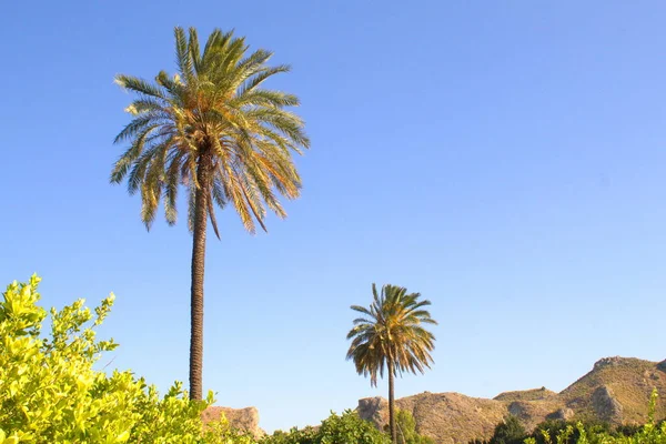 stock image warm image with lush vegetation and palm trees