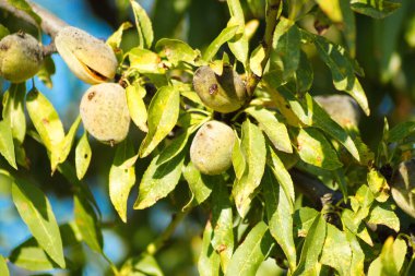 Badem dallarının kabuklu meyveleriyle yakın plan.