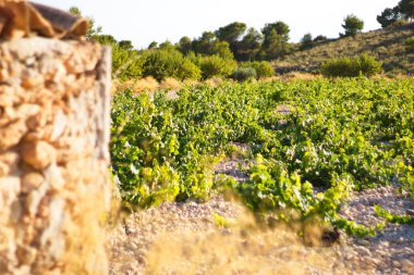 Yazın üzüm bağının yanındaki eski alet deposu.
