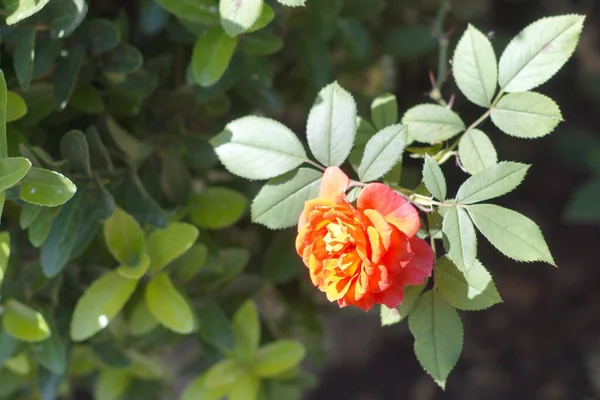 Jardim Exuberante Com Murcha Rosa Bonita Seu Ramo — Fotografia de Stock