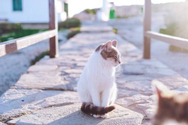 Beyaz kedi kaldırımda oturur ve güneşte güneşler
