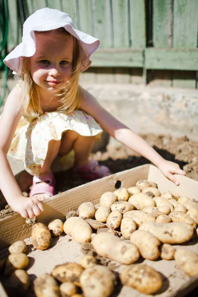 Niña Flaunt su propia patata - Ella está orgullosa . —  Fotos de Stock