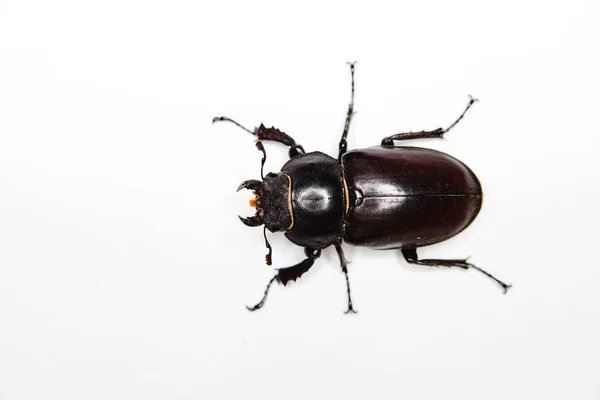 Insectos sobre fondo blanco - Seis patas . — Foto de Stock