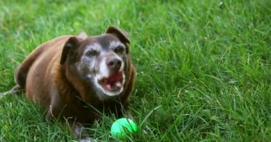 Yeşil topu güçlü nefes sahip çim üzerinde gölgesinde istirahat ile eski kahverengi köpek. Namlu çevresinde gri tüyler.