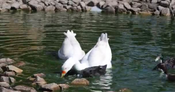 Luta Por Comida Quintal Uma Peça Não Suficiente Patos Rivalidade — Vídeo de Stock