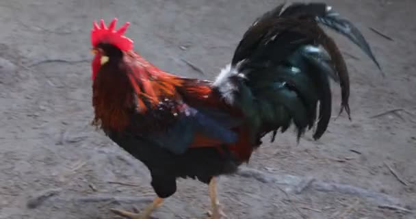 Colorful Cock Walking Yard Looking Seeds Pecking Ground Feed — Stock Video