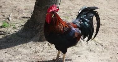 Arka bahçesinde, renkli horoz kafa ile hareket ettirerek etrafa kralı.