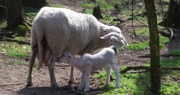 Spożywanie Mleka Bezpośrednio Matką Małe Jagniątko Żyjące Brudne Naturalnych Warunkach — Wideo stockowe