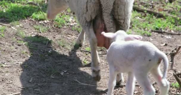 Petit agneau recevant du lait directement de la mère. Moutons vivant dans des conditions naturelles sales pour obtenir bio écologique pied, lait, fromage et viande 