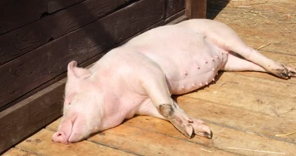 Cerdito Durmiendo Sol Teniendo Pesadillas Agitando Con Cuerpo Mostrando Una — Vídeo de stock