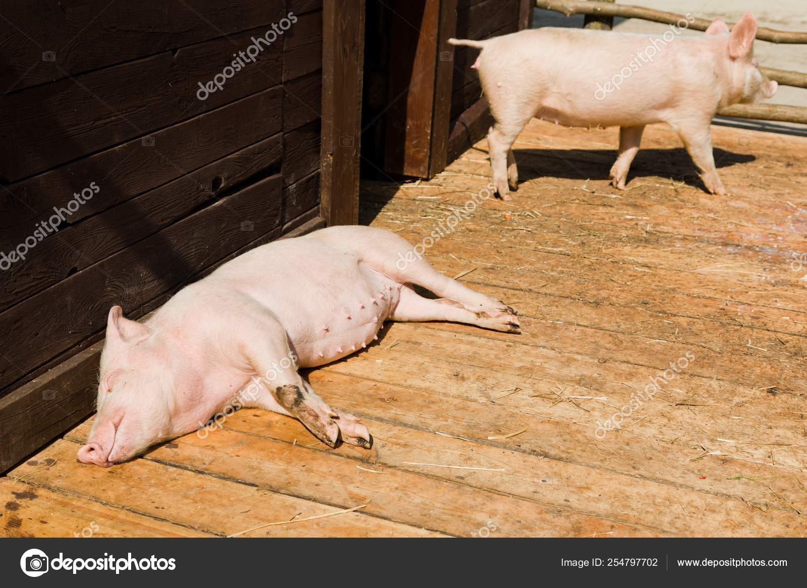 Pequeno Porco Dormindo Em Tabuas De Madeira Em Galpao Na Fazenda Bio Piggery Stock Photo C Marek Stillandmotionpictures Com 254797702