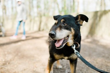 Karışık cins üzücü köpek köpek barınağı forrest yolda