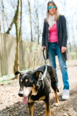 Karışık doğurmak köpek barınağı forrest - bulma yeni ev içinde yürüyüş üzerinden.