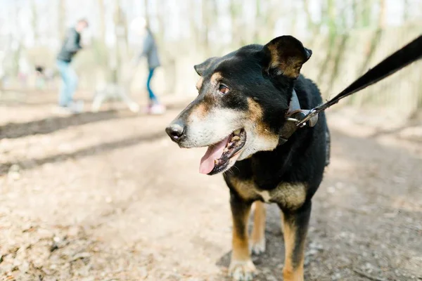 Raza mixta perro viejo de refugio de perro en el paseo en el bosque — Foto de Stock