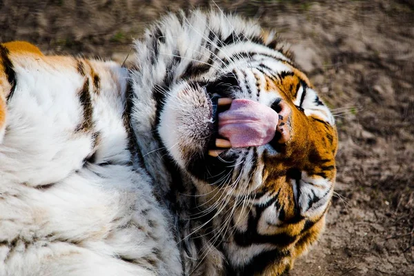 Tiger licking own face. — Stock Photo, Image