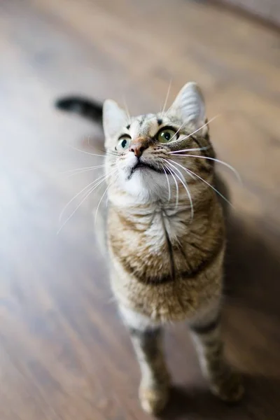 Gato em casa à procura de uma comida, esperar recompensa como animal de estimação típico . — Fotografia de Stock