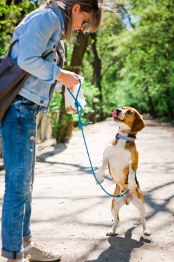 Ödül almak için tasma atlama köpek gibi Bigle - dil gösteren