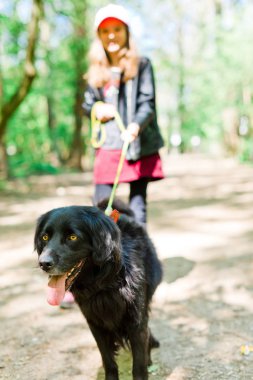 Tasma siyah köpekle yürüyen çocuk.