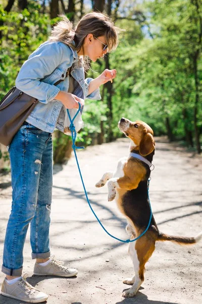 Ödül almak için tasma atlama köpek gibi Bigle - tatlı titbit.