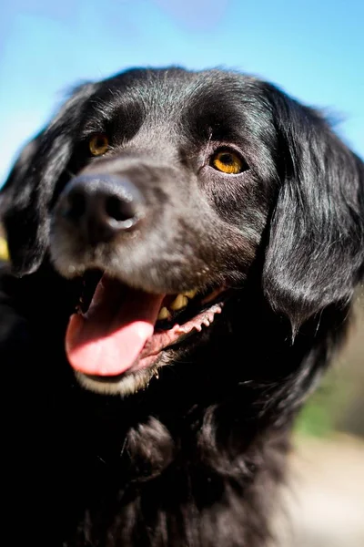 Los ojos del mejor amigo en primer plano - cara de perro negro . — Foto de Stock