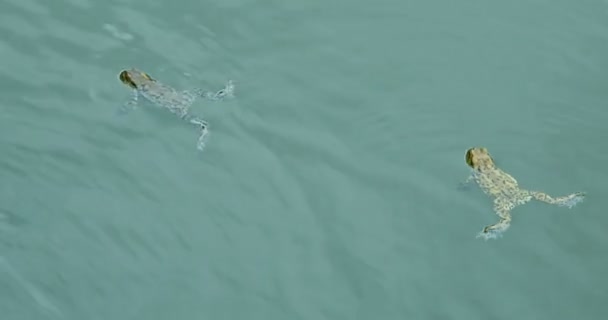 春に湖で泳ぐカエル オスとメスの繁殖時間 — ストック動画