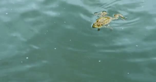 Sapos Nadando Lago Primavera Atingindo Costa Subindo Rocha Sapo Sentado — Vídeo de Stock