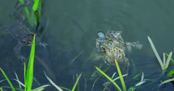 Ranas Activas Nadando Lago Primavera Período Reproducción Masculina Femenina — Vídeo de stock