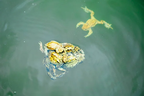 Frogs in the water - male and female reproduction period — Stock Photo, Image