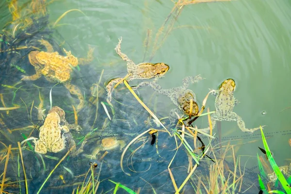 Frogs in the water - male and female during reproduction period — Stock Photo, Image