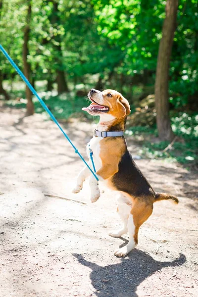 Bigle como perro con correa azul saltando para obtener la recompensa - enredado — Foto de Stock