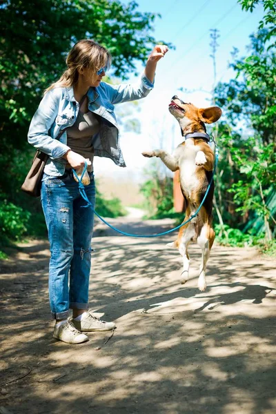 Bigle like dog on leash jumping to get reward - sweet titbit.