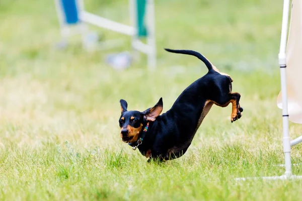 Dachshund negro - salchicha perro saltando en el patio de entrenamiento de agilidad — Foto de Stock