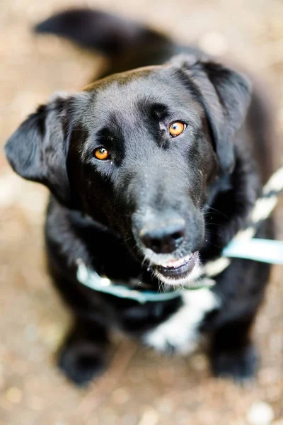 Negro perro mixto - acariciar a la mascota adoptada . — Foto de Stock