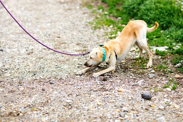 Perro mixto negándose a caminar . — Foto de Stock