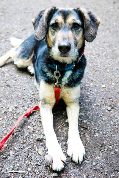 Precioso perro de raza mixta con correa roja que tiene tumor . — Foto de Stock