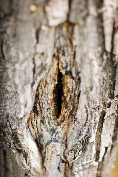 Tronc d'arbre avec la forme qui ressemble à un vagin féminin . — Photo