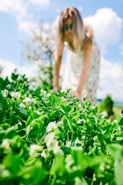 Mujer agricultora está comprobando la maduración de guisantes - primavera . —  Fotos de Stock