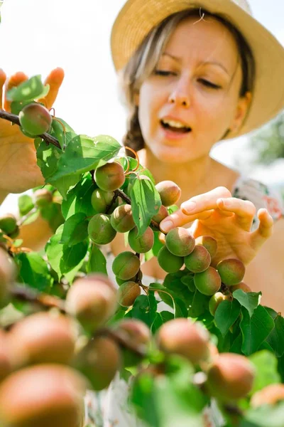 Mujer está comprobando la maduración de albaricoques en rama de árbol durante la primavera —  Fotos de Stock