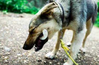 Açık havada yerde yatan ve titbit yiyen tasma üzerinde karışık cins köpek.