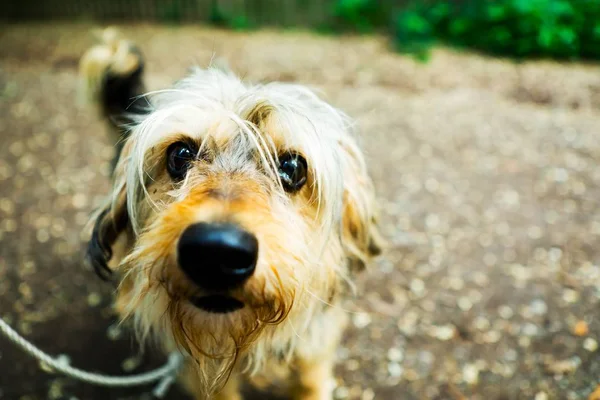 Pequeño perro peludo mirando a la cámara — Foto de Stock