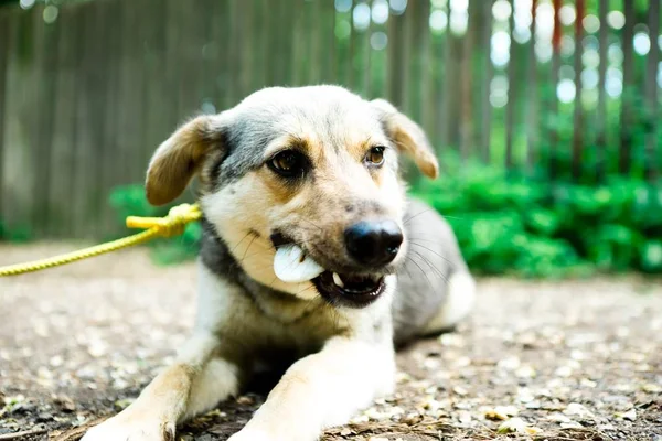 Perro de raza mixta con correa acostado en el suelo al aire libre y comiendo titbit — Foto de Stock