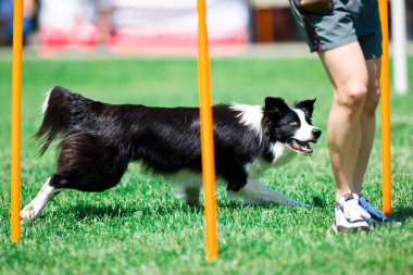 Itaat eğitimi sırasında sınır collie,