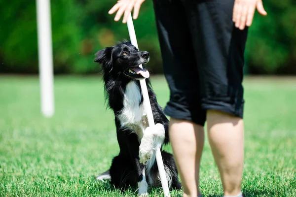 Collie fronterizo blanco y negro durante el entrenamiento de obediencia , — Foto de Stock