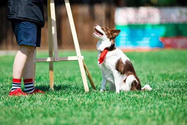 Bruine en witte Border Collie tijdens gehoorzaamheid training. — Stockfoto