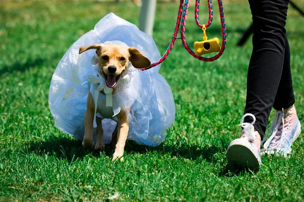 Hond als bruid in trouwjurk — Stockfoto