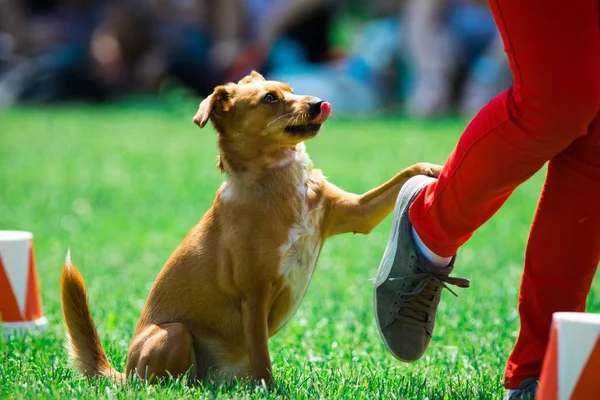 Gemengd ras bruine hond tijdens gehoorzaamheid — Stockfoto