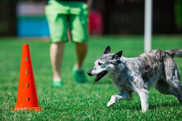 Grijze hond die rond rode kegel loopt — Stockfoto